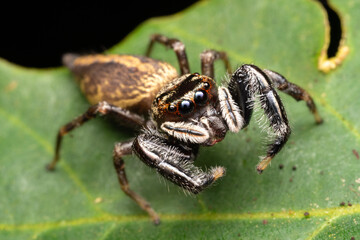 A close-up macro shot of a jumping spider on a green leaf, showing detailed textures, large eyes, and hairy legs.