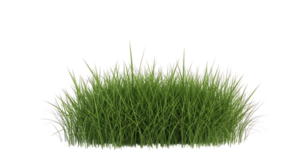 Clump of green grass isolated on transparent background for design element