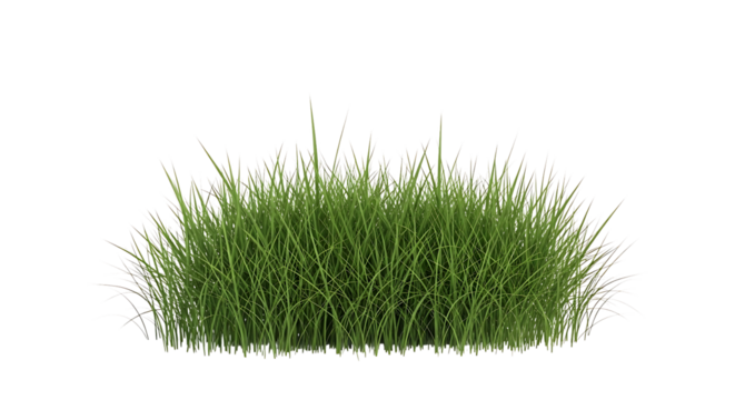 Clump of green grass isolated on transparent background for design element