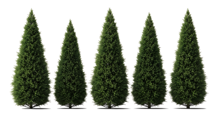 Isolated on transparent background a row of evergreen cypress trees for landscaping