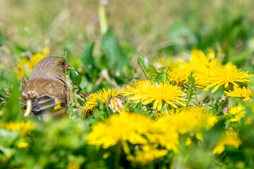 地面を歩くカワラヒワ