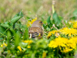 Obraz premium 地面を歩くカワラヒワ