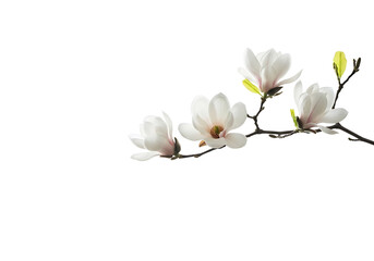 Obraz premium Magnolia flowers on a branch, isolated on transparent background, in spring season