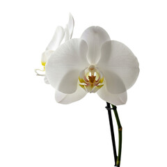 Fototapeta premium Flower With Transparent PNG background