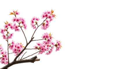 Cherry blossom branch with pink flowers, isolated on transparent background, in springtime