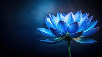 Blue lotus flower against dark background