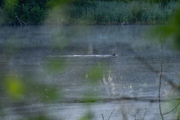 The head of a beaver protruding above the pond’s surface, gliding silently through the morning mist — a tranquil moment in nature’s quiet awakening.

