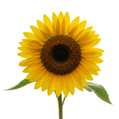 Fototapeta premium Flower With Transparent PNG background