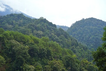 Green tropical hills with dense forest for landscape background
