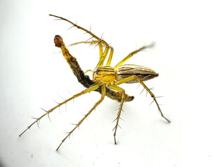 Isolated spider, spider eating caterpillar, lynx spider (Oxyopes)