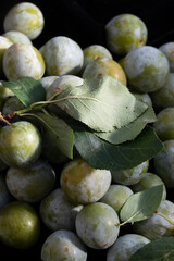 PRUNUS DOMESTICA GREENGAGE FRUITS CLOSE UP WITH LEAVES ON DARK BACKGROUND 