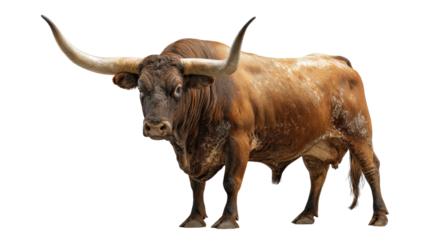 Large horned bull standing in powerful posture isolated on a Transparent background, PNG file.