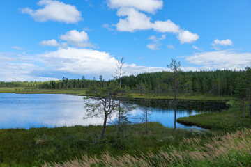 Forest landscape of Finland