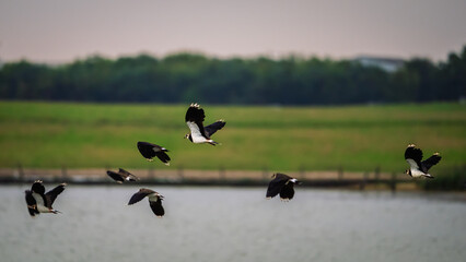 Flock of Lapwing fly past at Cresswell Pond, the Nature Reserve is located in the Druridge Bay area of the Northumberland Coastline and is a shallow brackish lagoon popular with large numbers of birds