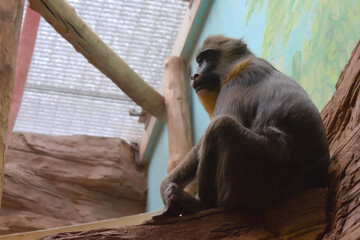Mandrill (Mandrillus sphinx) in Moscow Zoo