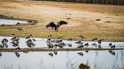 Obraz premium Cormorant wings outstretched eats eel at Cresswell Pond, the Nature Reserve in the Druridge Bay area of the Northumberland Coastline and is a shallow brackish lagoon popular with large number of birds