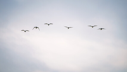 Flock of Oystercatchers flying above Cresswell Pond, the Nature Reserve in the Druridge Bay area of the Northumberland Coastline and is a shallow brackish lagoon popular with large numbers of birds 