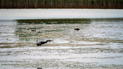 Cormorant with eel flies over Cresswell Pond, the Nature Reserve is located in the Druridge Bay area of the Northumberland Coastline and is a shallow brackish lagoon popular with large numbers of bird