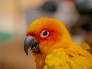 Close up of a beautiful cute colourful parrot in a shopping mall BKK Bangkok Thailand