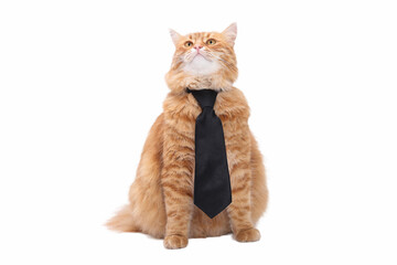 Fototapeta premium Fluffy ginger cat wearing a black tie, sitting proudly on white background, adorable stylish pet, business and fashion concept.