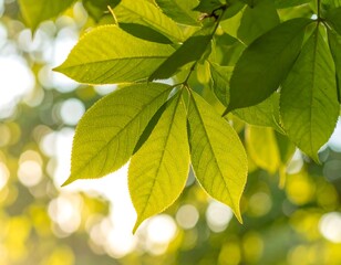Obraz premium Fresh green leaves bathed in sunlight