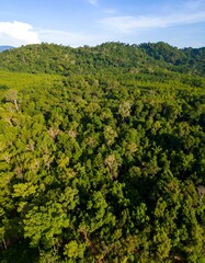 Fototapeta premium Lush green forest canopy (1)