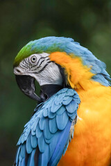 Close up head the blue macaw parrot bird in garden