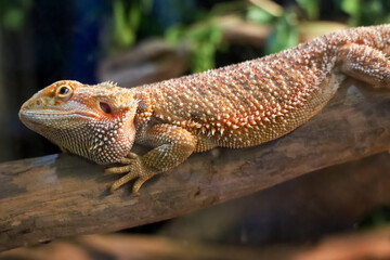 Close up head Horned Lizard at thailand