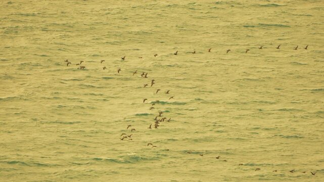 Birds, flock, flying in T-shaped formation over ocean water