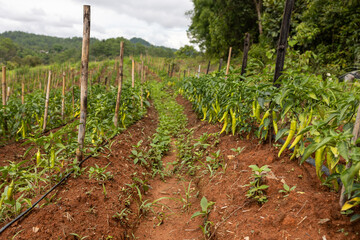 Lush green chili pepper plants are thriving beautifully in rich soil.