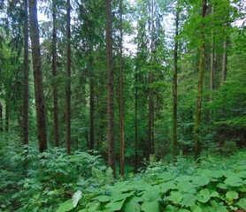 A lush green forest with tall trees, dense foliage, and vibrant undergrowth. Sunlight filters through the canopy, creating a serene and peaceful natural atmosphere