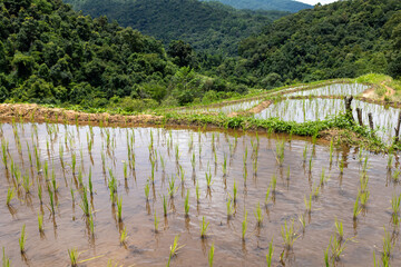 Green Rice Plants Are Thriving Amidst Shallow Water.