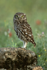 Little owl in its breeding territory at first light of dawn in an olive grove with oaks and pines