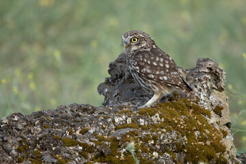 Little owl in its breeding territory at first light of dawn in an olive grove with oaks and pines