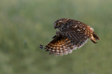 Little owl in its breeding territory in an olive grove within a Mediterranean forest with the first light of sunrise