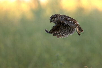 Little owl in its breeding territory in an olive grove within a Mediterranean forest with the first light of sunrise