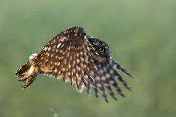 Little owl in its breeding territory in an olive grove within a Mediterranean forest with the first light of sunrise