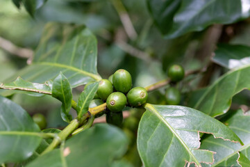Green coffee berries are growing on a coffee plant.