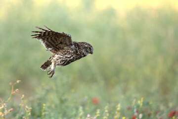 Little owl in its breeding territory in an olive grove within a Mediterranean forest with the first light of sunrise