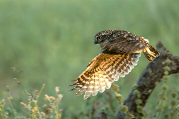 Little owl in its breeding territory in an olive grove within a Mediterranean forest with the first light of sunrise