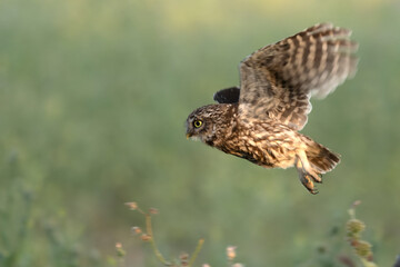 Little owl in its breeding territory in an olive grove within a Mediterranean forest with the first light of sunrise