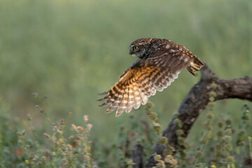 Little owl in its breeding territory in an olive grove within a Mediterranean forest with the first light of sunrise