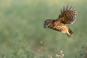 Little owl in its breeding territory in an olive grove within a Mediterranean forest with the first light of sunrise