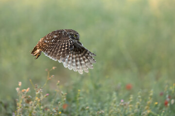 Little owl in its breeding territory in an olive grove within a Mediterranean forest with the first light of sunrise