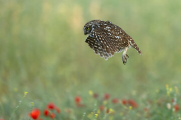 Little owl in its breeding territory in an olive grove within a Mediterranean forest with the first light of sunrise
