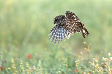 Little owl in its breeding territory in an olive grove within a Mediterranean forest with the first light of sunrise