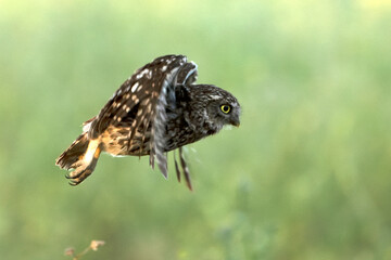 Little owl in its breeding territory in an olive grove within a Mediterranean forest with the first light of sunrise