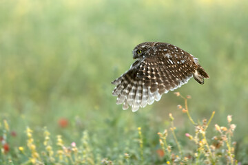 Little owl in its breeding territory in an olive grove within a Mediterranean forest with the first light of sunrise