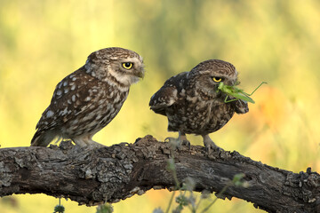 Male and female Little Owl exchanging an insect near the nest in the hollow of an olive tree at first light on a late spring day.