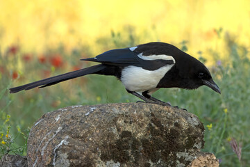 Common magpie in a Mediterranean forest of olive, oak and pine trees, at first light